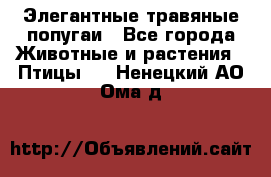 Элегантные травяные попугаи - Все города Животные и растения » Птицы   . Ненецкий АО,Ома д.